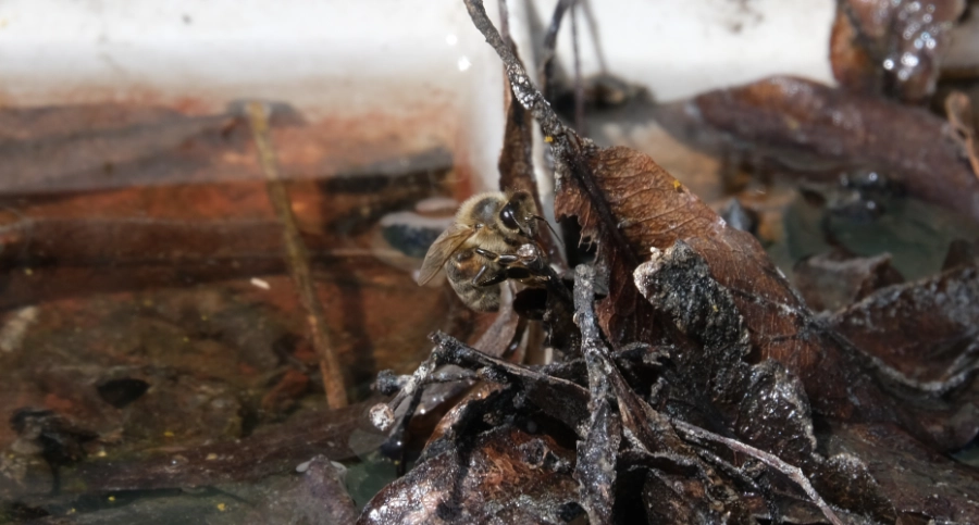 Poidełko dla pszczół z wodą i kamykami, ułatwiające owadom bezpieczne picie.