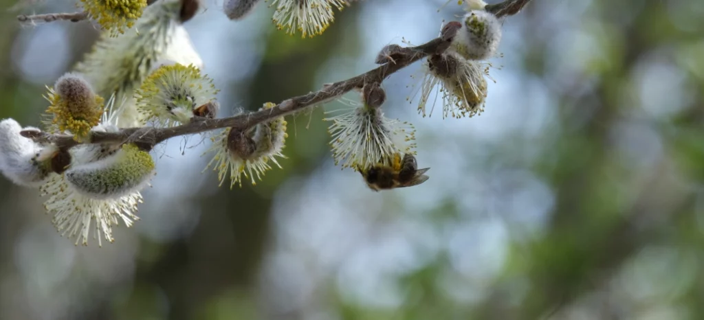 Pszczoła siedzi na kwiatku wierzby, zbierając nektar.