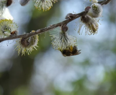 Pszczoła siedzi na kwiatku wierzby, zbierając nektar.